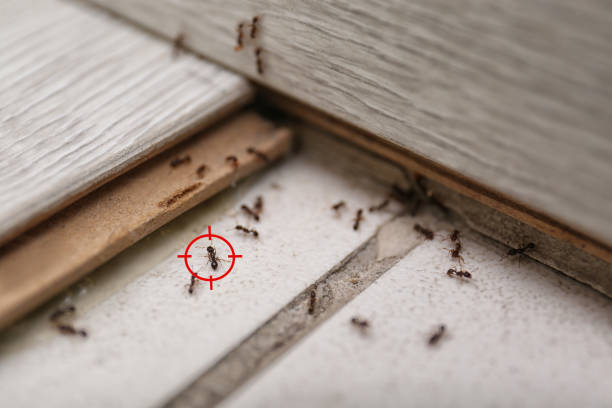 Best Mosquito Control Services  in Erie, KS