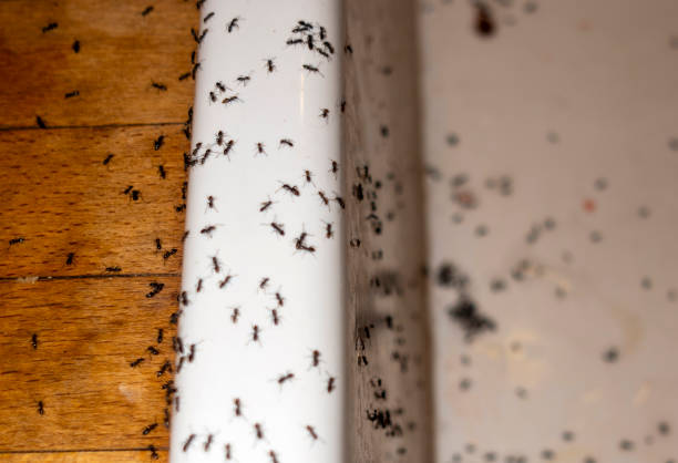 Best Pest Control Near Me in Erie, KS